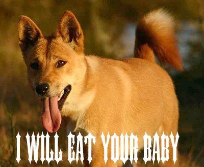 DINGOLindyontheprowl (1).jpg